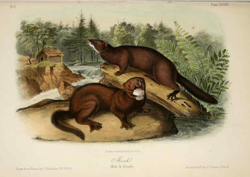 Reproducción/Reproduction 6260951100: The quadrupeds of North America. v.1. New York,V.G. Audubon,1851-54