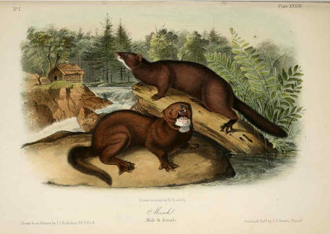 Reproducción/Reproduction 6260951100: The quadrupeds of North America. v.1. New York,V.G. Audubon,1851-54