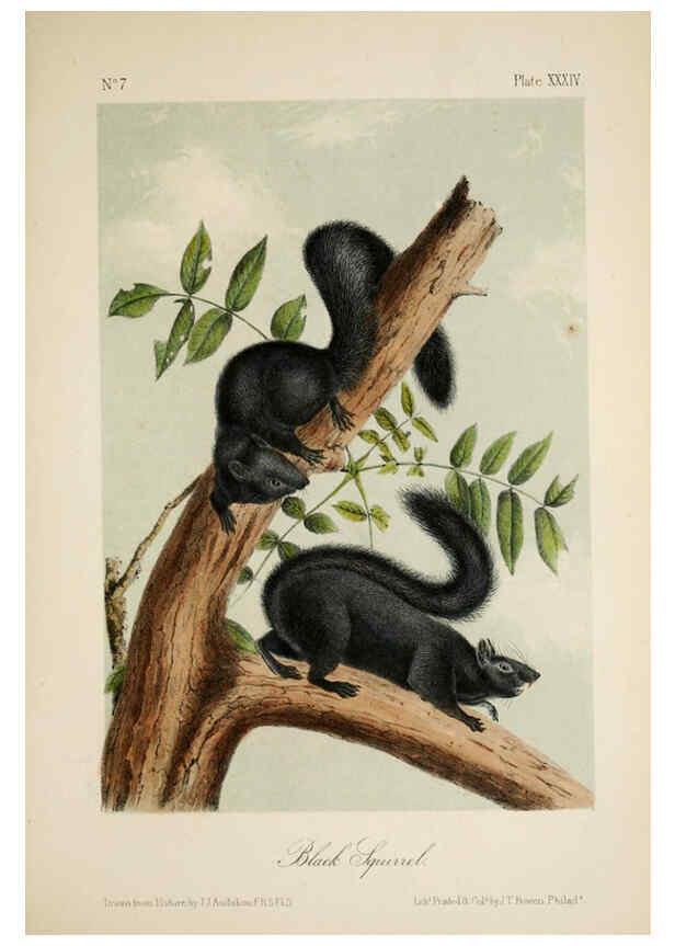 Reproducción/Reproduction 6260424841: The quadrupeds of North America. v.1. New York,V.G. Audubon,1851-54