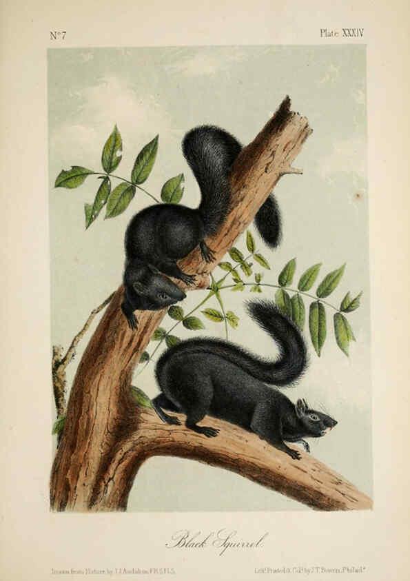 Reproducción/Reproduction 6260424841: The quadrupeds of North America. v.1. New York,V.G. Audubon,1851-54