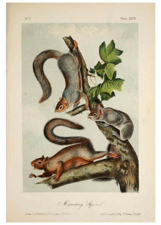 Reproducción/Reproduction 6260425131: The quadrupeds of North America. v.1. New York,V.G. Audubon,1851-54