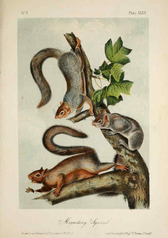 Reproducción/Reproduction 6260425131: The quadrupeds of North America. v.1. New York,V.G. Audubon,1851-54