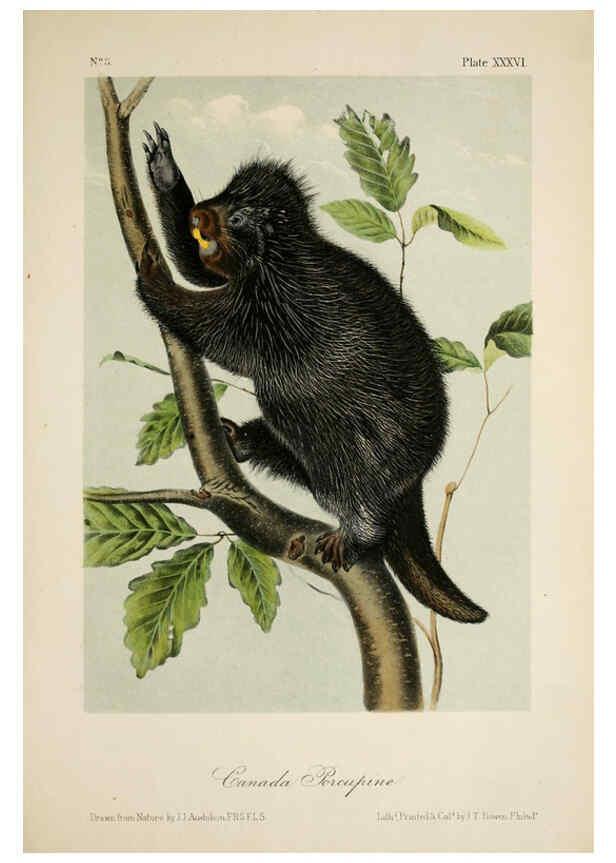 Reproducción/Reproduction 6260425349: The quadrupeds of North America. v.1. New York,V.G. Audubon,1851-54