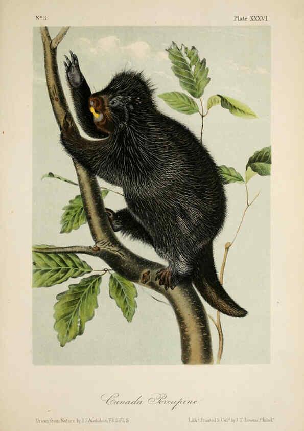 Reproducción/Reproduction 6260425349: The quadrupeds of North America. v.1. New York,V.G. Audubon,1851-54