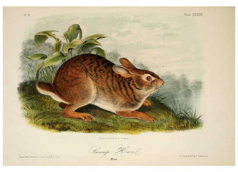 Reproducción/Reproduction 6260425611: The quadrupeds of North America. v.1. New York,V.G. Audubon,1851-54