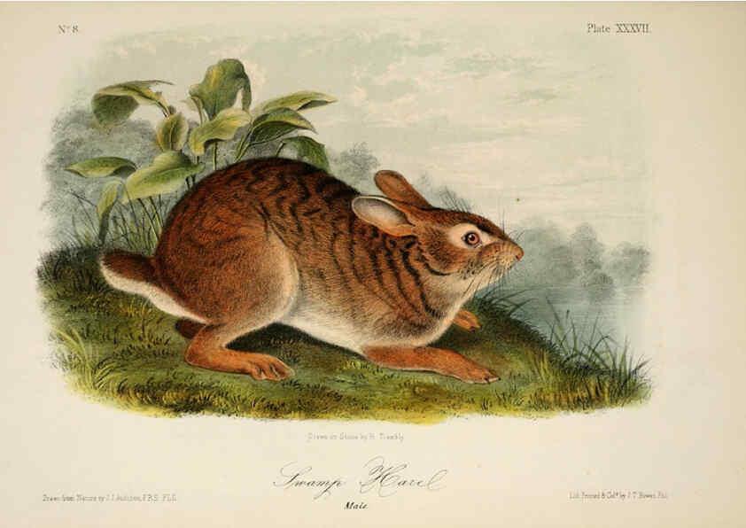 Reproducción/Reproduction 6260425611: The quadrupeds of North America. v.1. New York,V.G. Audubon,1851-54