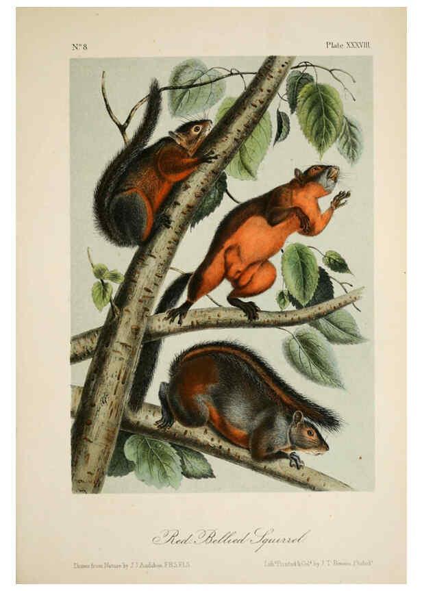 Reproducción/Reproduction 6260952442: The quadrupeds of North America. v.1. New York,V.G. Audubon,1851-54