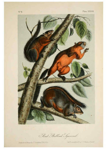 Reproducción/Reproduction 6260952442: The quadrupeds of North America. v.1. New York,V.G. Audubon,1851-54