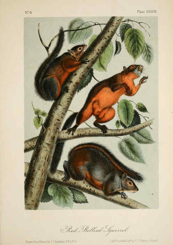 Reproducción/Reproduction 6260952442: The quadrupeds of North America. v.1. New York,V.G. Audubon,1851-54