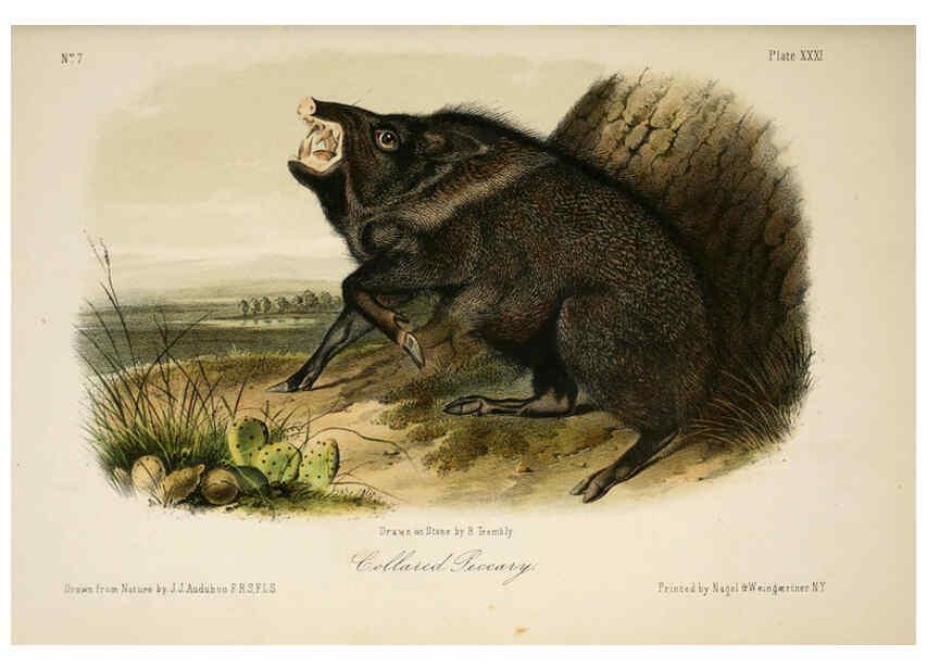 Reproducción/Reproduction 6260424147: The quadrupeds of North America. v.1. New York,V.G. Audubon,1851-54