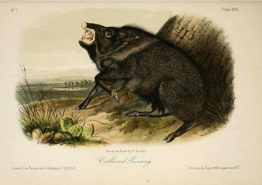 Reproducción/Reproduction 6260424147: The quadrupeds of North America. v.1. New York,V.G. Audubon,1851-54