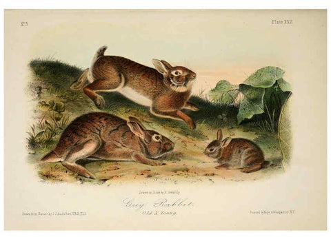 Reproducción/Reproduction 6260948232: The quadrupeds of North America. v.1. New York,V.G. Audubon,1851-54