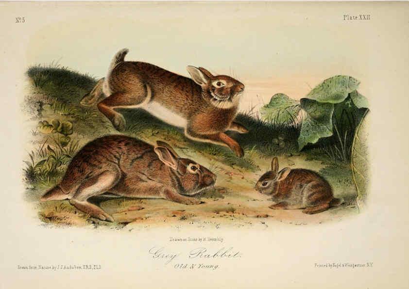 Reproducción/Reproduction 6260948232: The quadrupeds of North America. v.1. New York,V.G. Audubon,1851-54