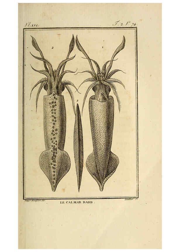 Reproducción/Reproduction 6260478523: Histoire naturelle, générale et particuliere, des mollusques, animaux sans vertèbres et a sang blanc. T.2. Paris,L'Imprimerie de F. Dufart,An X-XIII [1802-1805]