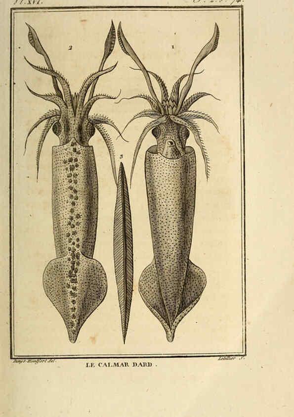 Reproducción/Reproduction 6260478523: Histoire naturelle, générale et particuliere, des mollusques, animaux sans vertèbres et a sang blanc. T.2. Paris,L'Imprimerie de F. Dufart,An X-XIII [1802-1805]