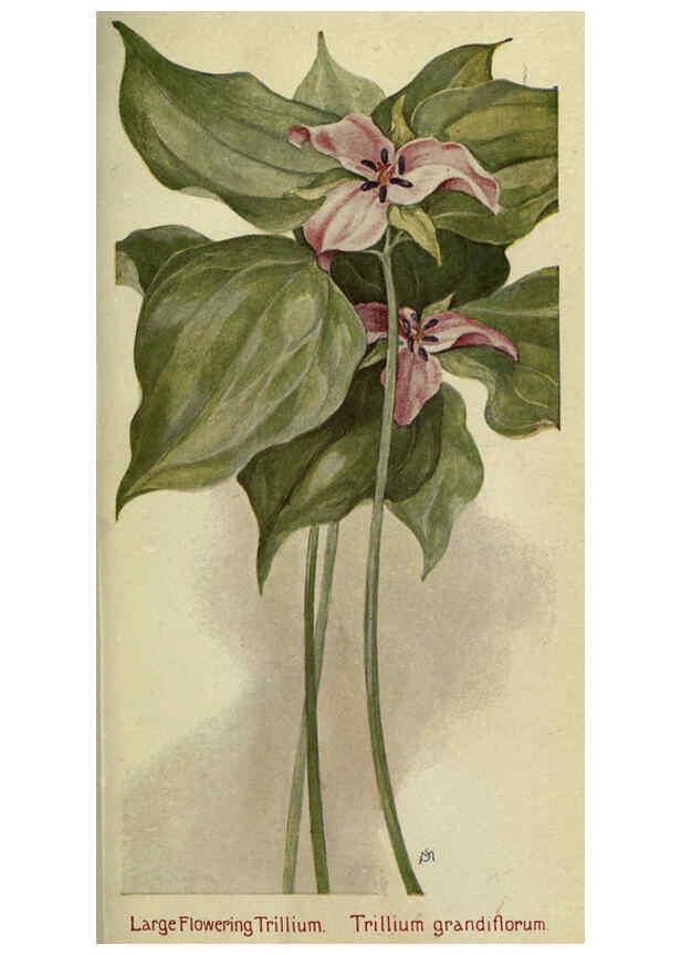 Reproducción/Reproduction 6263084985: Field book of American wild flowers New York,Putnam,[1912] 