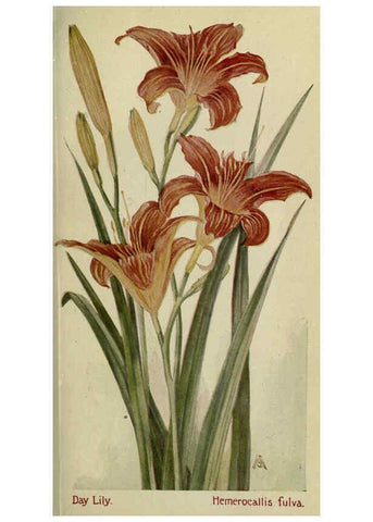 Reproducción/Reproduction 6263609898: Field book of American wild flowers New York,Putnam,[1912] 