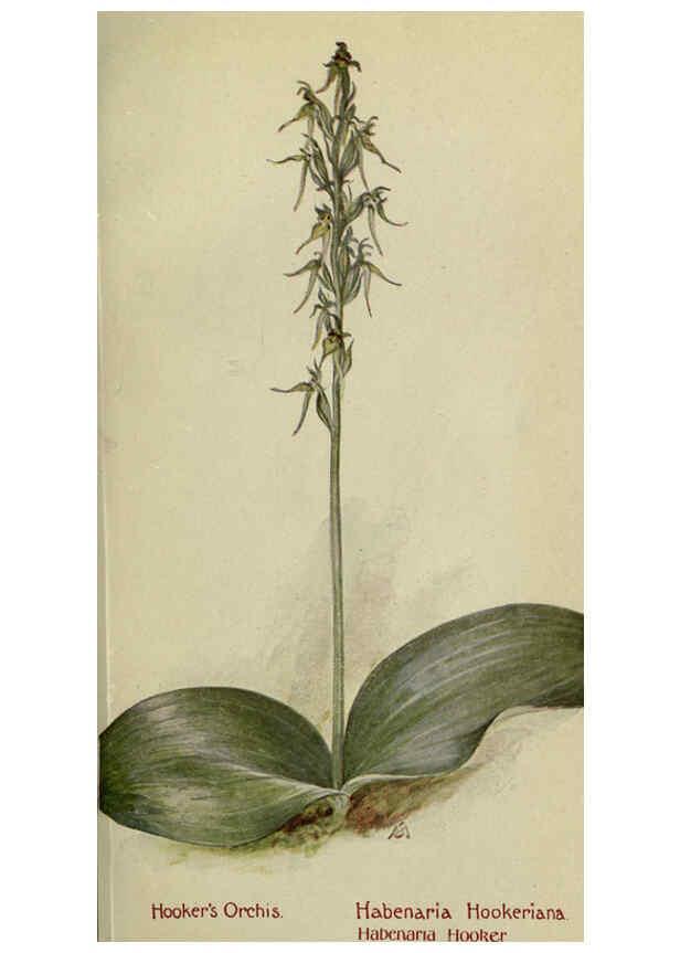 Reproducción/Reproduction 6263610096: Field book of American wild flowers New York,Putnam,[1912] 