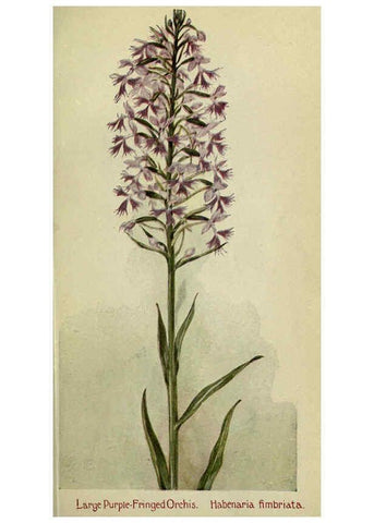 Reproducción/Reproduction 6263085595: Field book of American wild flowers New York,Putnam,[1912] 