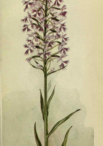 Reproducción/Reproduction 6263085595: Field book of American wild flowers New York,Putnam,[1912] 