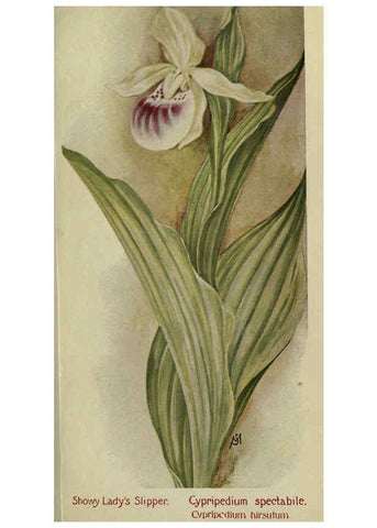 Reproducción/Reproduction 6263085719: Field book of American wild flowers New York,Putnam,[1912] 