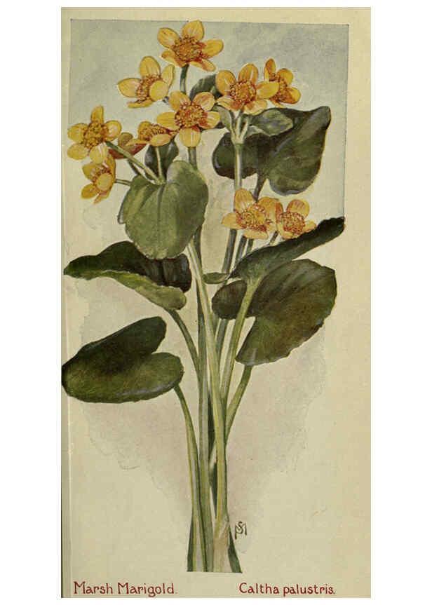 Reproducción/Reproduction 6263086297: Field book of American wild flowers New York,Putnam,[1912] 