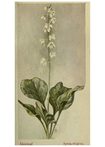 Reproducción/Reproduction 6263611888: Field book of American wild flowers New York,Putnam,[1912] 