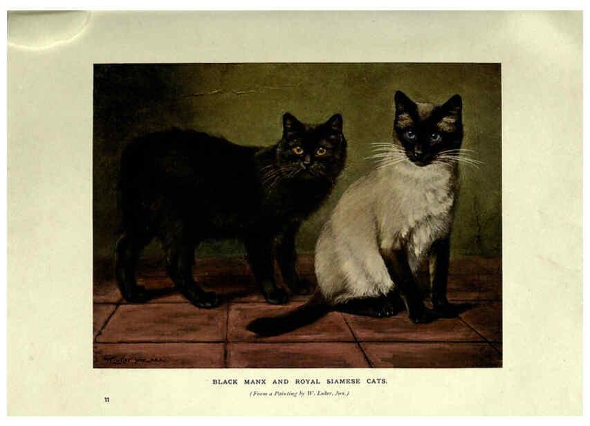 Reproducción/Reproduction 6263558906: The book of the cat London,Cassell and company, limited,1903