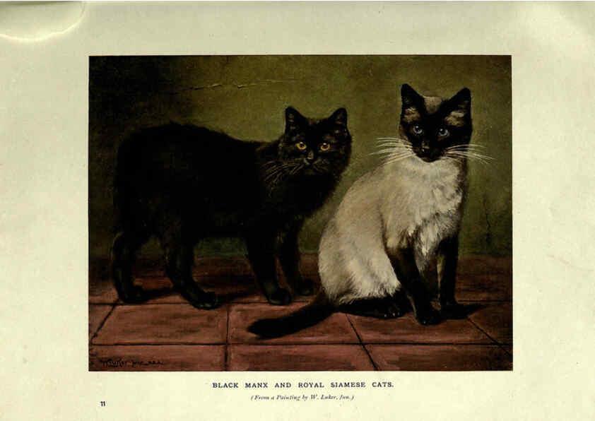 Reproducción/Reproduction 6263558906: The book of the cat London,Cassell and company, limited,1903