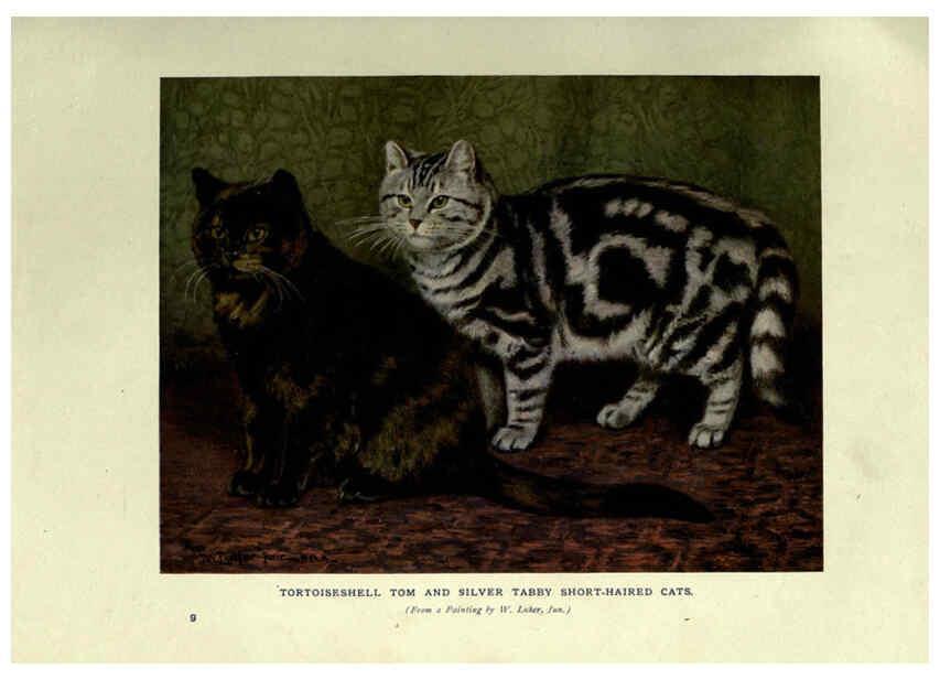 Reproducción/Reproduction 6263033983: The book of the cat London,Cassell and company, limited,1903