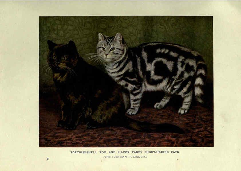 Reproducción/Reproduction 6263033983: The book of the cat London,Cassell and company, limited,1903