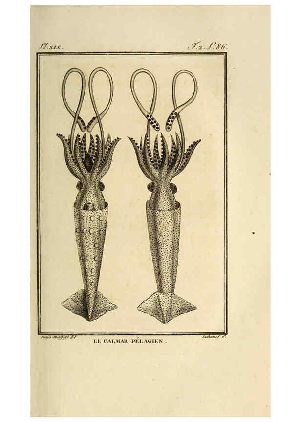 Reproducción/Reproduction 6261005668: Histoire naturelle, générale et particuliere, des mollusques, animaux sans vertèbres et a sang blanc. T.2. Paris,L'Imprimerie de F. Dufart,An X-XIII [1802-1805]