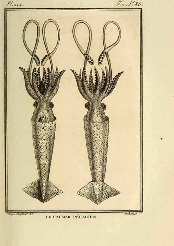 Reproducción/Reproduction 6261005668: Histoire naturelle, générale et particuliere, des mollusques, animaux sans vertèbres et a sang blanc. T.2. Paris,L'Imprimerie de F. Dufart,An X-XIII [1802-1805]