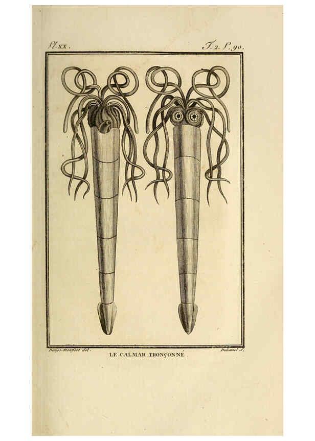 Reproducción/Reproduction 6261005994: Histoire naturelle, générale et particuliere, des mollusques, animaux sans vertèbres et a sang blanc. T.2. Paris,L'Imprimerie de F. Dufart,An X-XIII [1802-1805]