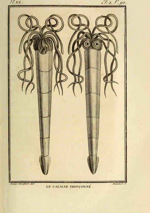 Reproducción/Reproduction 6261005994: Histoire naturelle, générale et particuliere, des mollusques, animaux sans vertèbres et a sang blanc. T.2. Paris,L'Imprimerie de F. Dufart,An X-XIII [1802-1805]