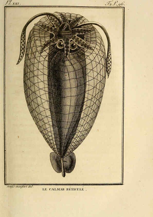 Reproducción/Reproduction 6260480145: Histoire naturelle, générale et particuliere, des mollusques, animaux sans vertèbres et a sang blanc. T.2. Paris,L'Imprimerie de F. Dufart,An X-XIII [1802-1805]