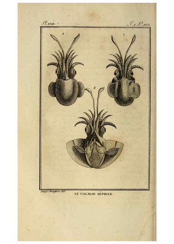 Reproducción/Reproduction 6261006856: Histoire naturelle, générale et particuliere, des mollusques, animaux sans vertèbres et a sang blanc. T.2. Paris,L'Imprimerie de F. Dufart,An X-XIII [1802-1805]