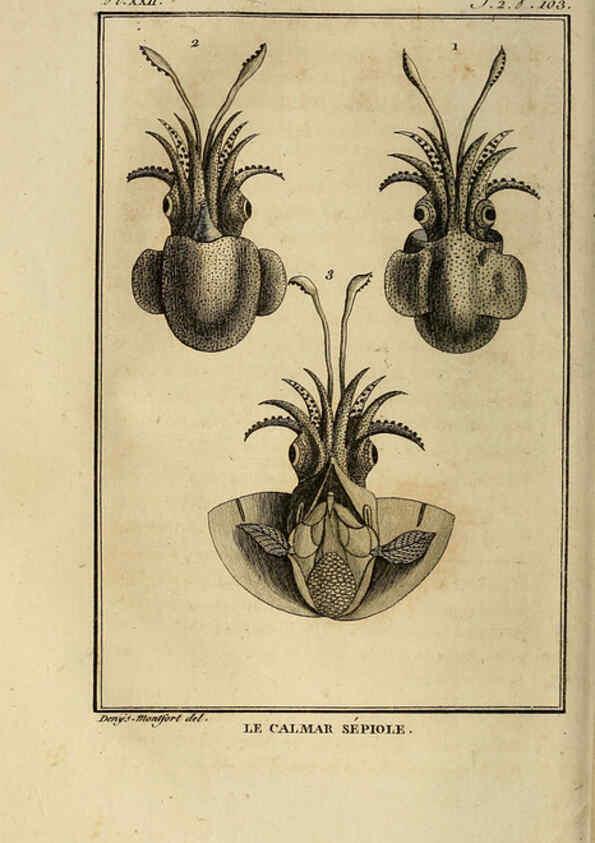 Reproducción/Reproduction 6261006856: Histoire naturelle, générale et particuliere, des mollusques, animaux sans vertèbres et a sang blanc. T.2. Paris,L'Imprimerie de F. Dufart,An X-XIII [1802-1805]