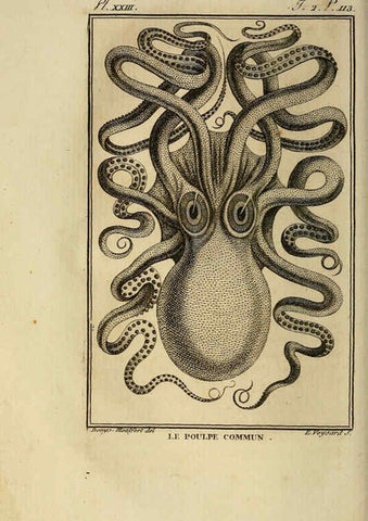 Reproducción/Reproduction 6261007266: Histoire naturelle, générale et particuliere, des mollusques, animaux sans vertèbres et a sang blanc. T.2. Paris,L'Imprimerie de F. Dufart,An X-XIII [1802-1805]