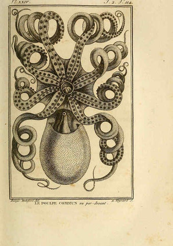 Reproducción/Reproduction 6261007608: Histoire naturelle, générale et particuliere, des mollusques, animaux sans vertèbres et a sang blanc. T.2. Paris,L'Imprimerie de F. Dufart,An X-XIII [1802-1805]