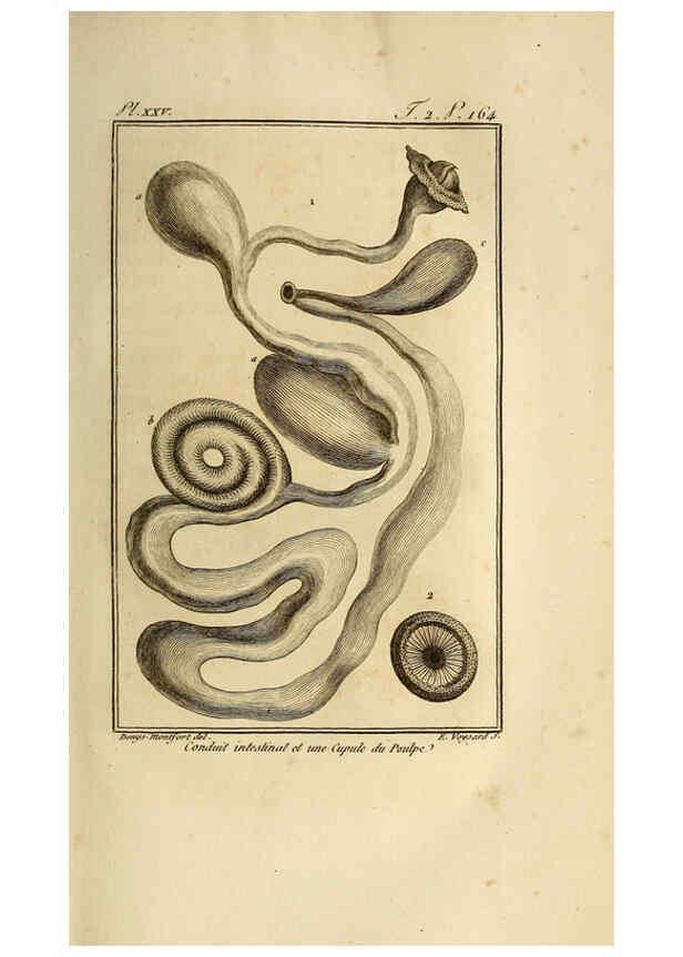 Reproducción/Reproduction 6261007892: Histoire naturelle, générale et particuliere, des mollusques, animaux sans vertèbres et a sang blanc. T.2. Paris,L'Imprimerie de F. Dufart,An X-XIII [1802-1805]