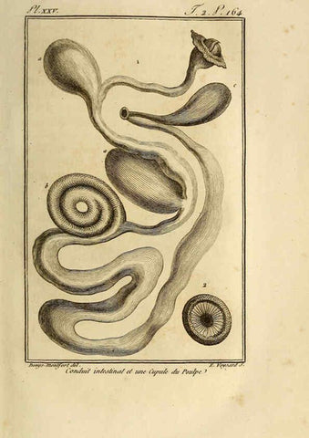 Reproducción/Reproduction 6261007892: Histoire naturelle, générale et particuliere, des mollusques, animaux sans vertèbres et a sang blanc. T.2. Paris,L'Imprimerie de F. Dufart,An X-XIII [1802-1805]