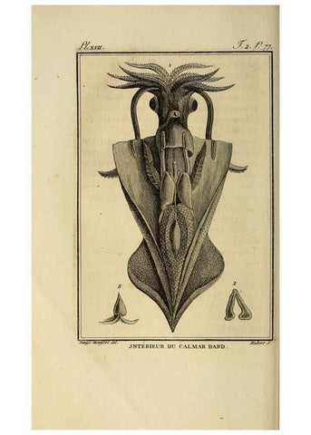 Reproducción/Reproduction 6260478785: Histoire naturelle, générale et particuliere, des mollusques, animaux sans vertèbres et a sang blanc. T.2. Paris,L'Imprimerie de F. Dufart,An X-XIII [1802-1805]