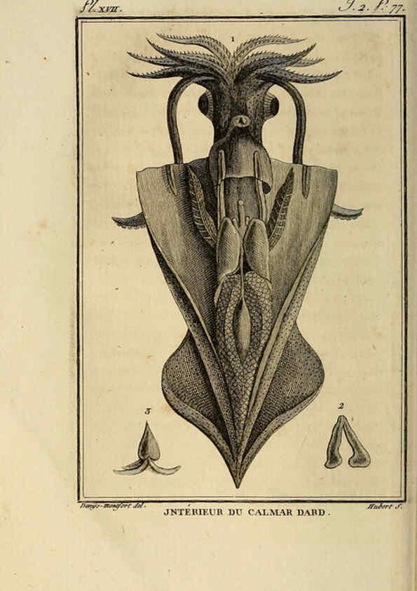 Reproducción/Reproduction 6260478785: Histoire naturelle, générale et particuliere, des mollusques, animaux sans vertèbres et a sang blanc. T.2. Paris,L'Imprimerie de F. Dufart,An X-XIII [1802-1805]