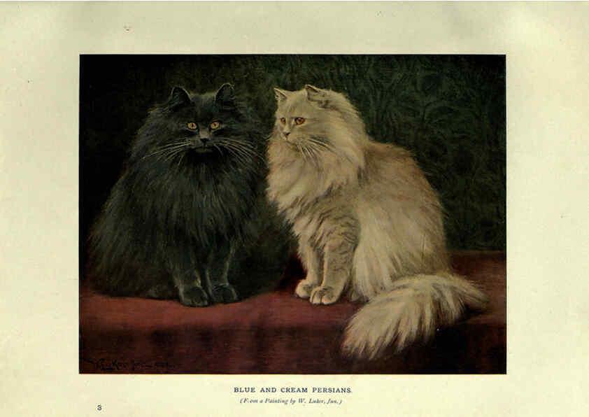 Reproducción/Reproduction 6263557440: The book of the cat London,Cassell and company, limited,1903