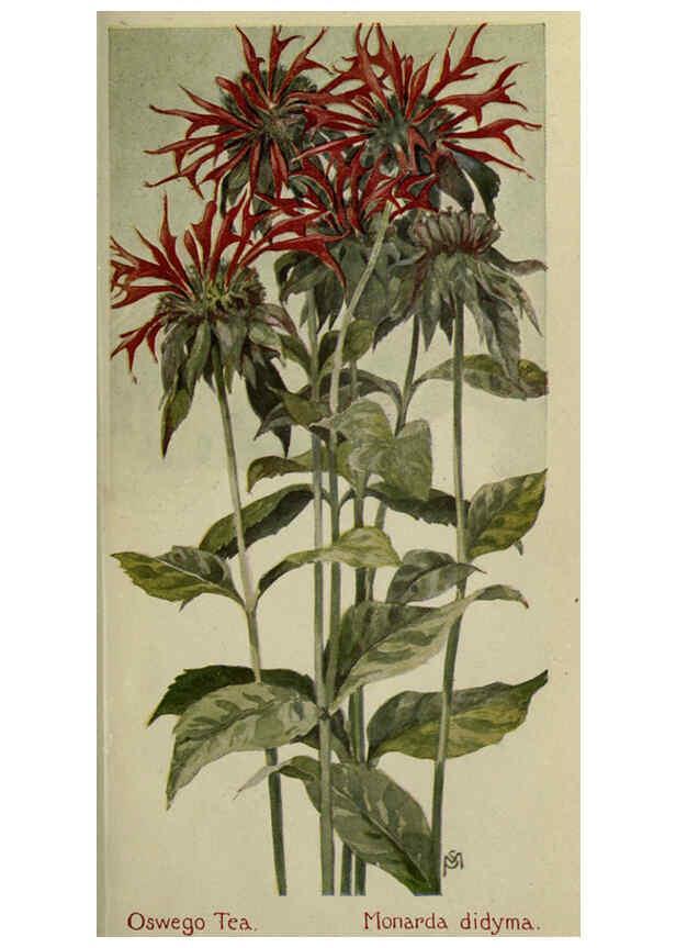 Reproducción/Reproduction 6263612288: Field book of American wild flowers New York,Putnam,[1912] 