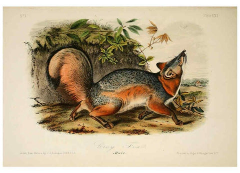 Reproducción/Reproduction 6260421497: The quadrupeds of North America. v.1. New York,V.G. Audubon,1851-54