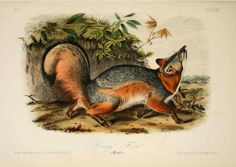 Reproducción/Reproduction 6260421497: The quadrupeds of North America. v.1. New York,V.G. Audubon,1851-54