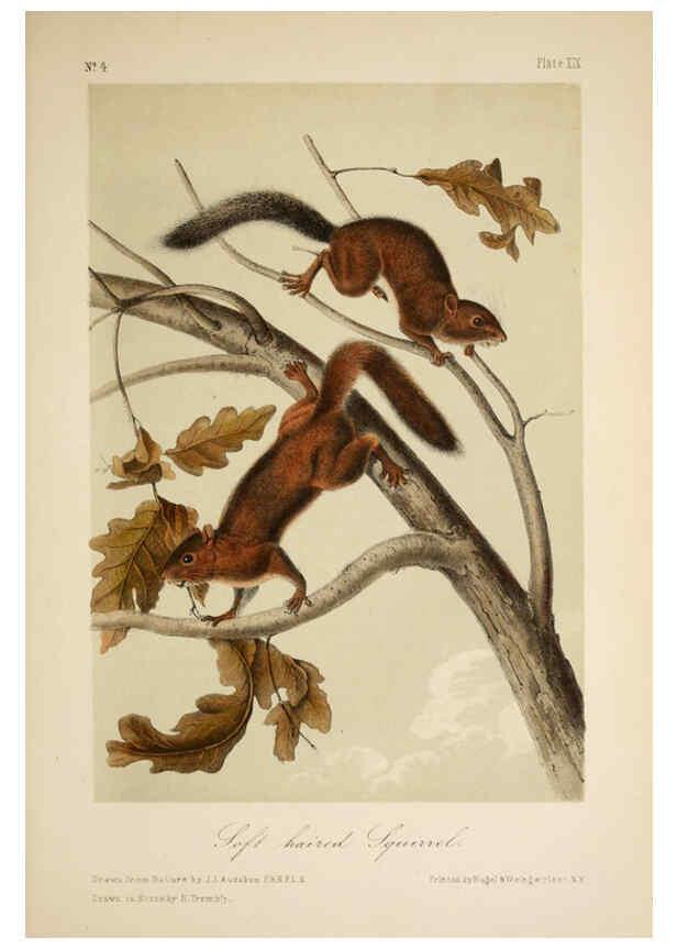 Reproducción/Reproduction 6260947418: The quadrupeds of North America. v.1. New York,V.G. Audubon,1851-54