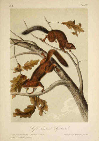 Reproducción/Reproduction 6260947418: The quadrupeds of North America. v.1. New York,V.G. Audubon,1851-54